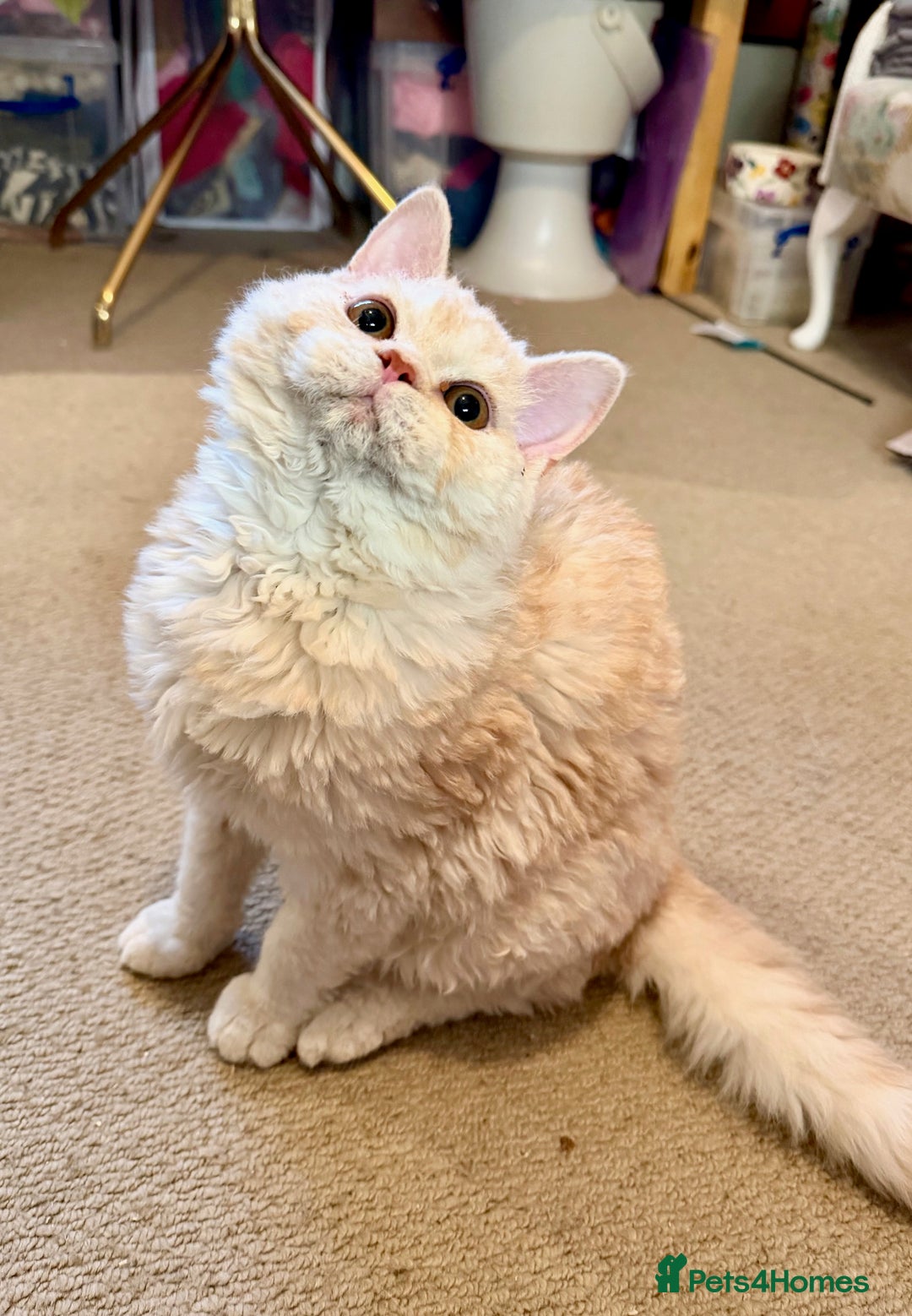 Selkirk Rex cats for sale: One Gorgeous Selkirk Rex Boy Ready to go - Advert 4