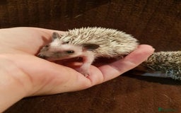 Pygmy Hedgehog rodents for sale: Beautiful African Pygmy Hedgehog Hoglets - Image 1