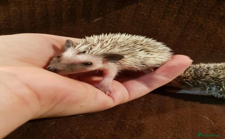 Pygmy Hedgehog rodents - Advert 10