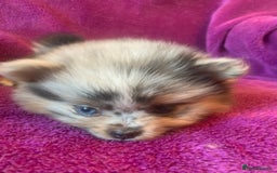 Pomeranian dogs for sale: Rainbow Litter with TAN POINTS - Image 14