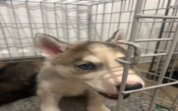 Siberian Husky dogs for sale: 3 x Siberian husky puppies  - Image 9