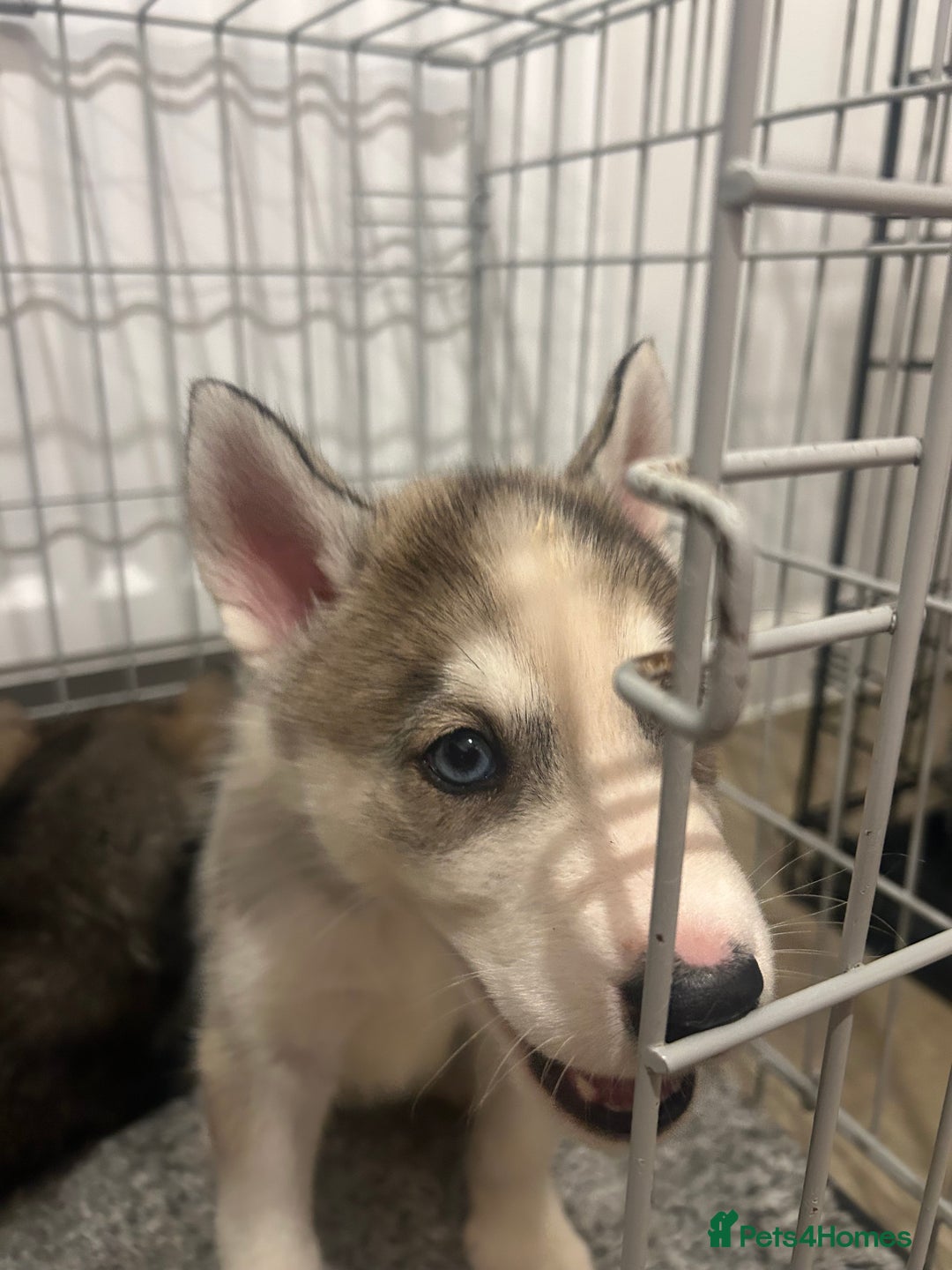 Siberian Husky dogs for sale: 3 x Siberian husky puppies  - Image 9