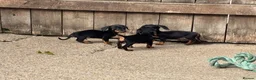 Miniature Dachshund dogs for sale: Miniature dachshunds - Advert 11
