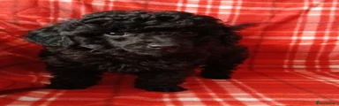 Bramble