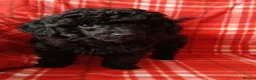 Toy Poodle dogs for sale: RKC registered Toy Poodle Pups - Advert 9