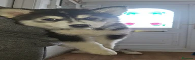 Pomsky Puppy 4