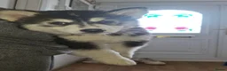 Pomsky dogs for sale: ❤️ G E O R G E O U S POMSKY PUPPIES READY TODAY ❤️ - Advert 34