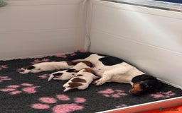 Miniature Dachshund dogs for sale: Pure Piebald Puppies Russian Champion Lines  - Image 4