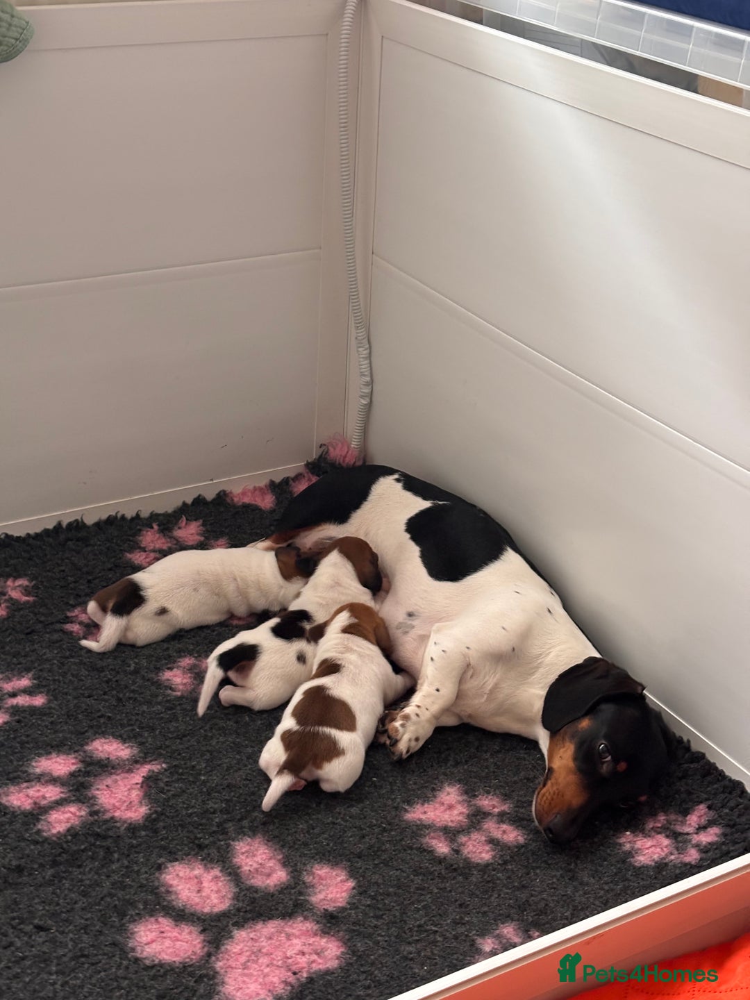Miniature Dachshund dogs for sale: Pure Piebald Puppies Russian Champion Lines  - Image 4