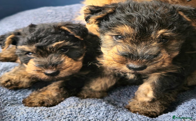Welsh Terrier dogs - Advert 1