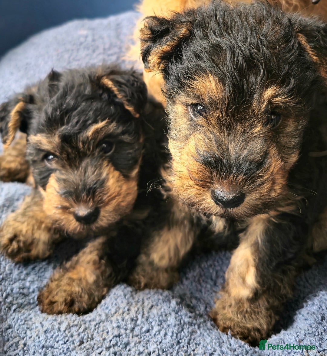 Welsh Terrier dogs for sale: Welsh terrier puppies  - Image 1