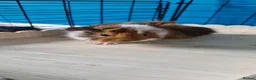 Guinea Pig rodents for sale: Beautiful funky guinea pigs - Advert 11