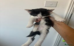 Mixed Breed cats for sale: Black & White mixed breed - Image 6