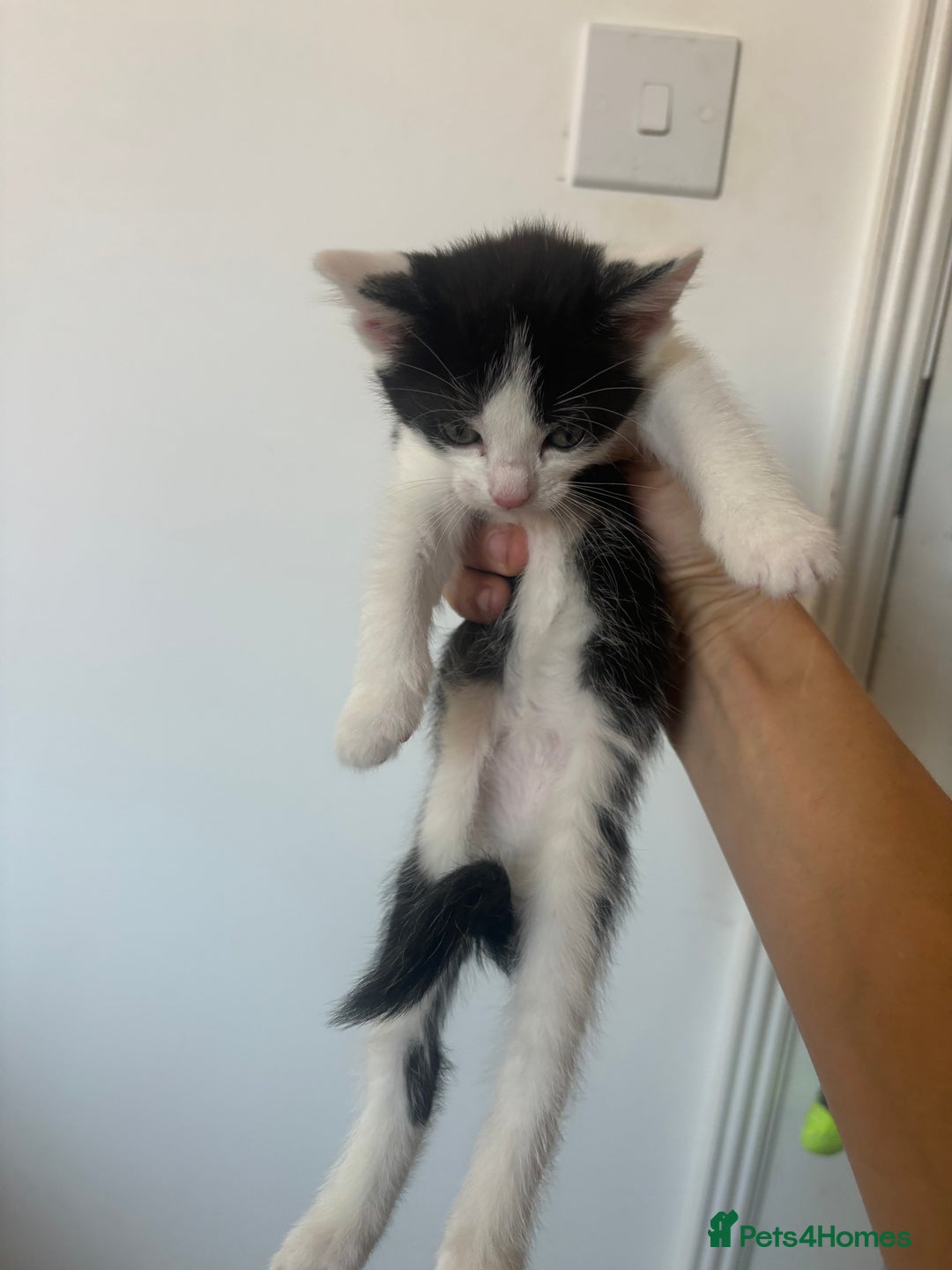 Mixed Breed cats for sale: Black & White mixed breed - Image 6