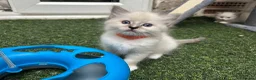 Ragdoll cats for sale: 🐾 Pure Ragdoll Kittens 🐾 - Advert 8