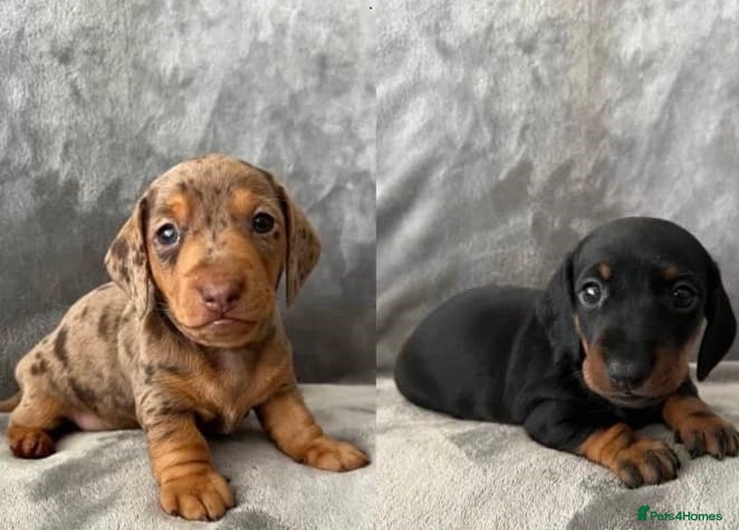 Miniature Dachshund dogs for sale: Clean and admirable doxie mini cuties dapples - Image 4