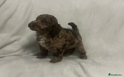 Cockapoo dogs for sale: Chocolate merl Cockapoo puppies  - Image 4