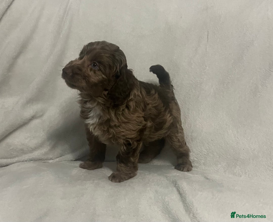 Cockapoo dogs for sale: Chocolate merl Cockapoo puppies  - Image 4