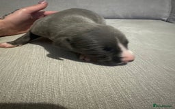 Whippet dogs for sale: Whippet Puppies  - Advert 8