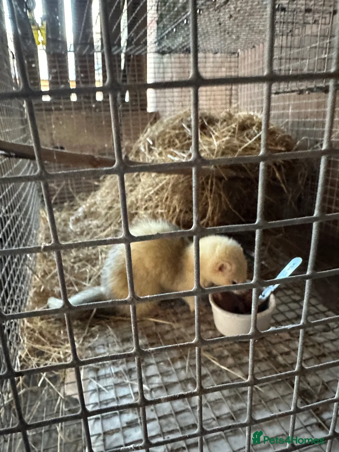 Ferret rodents for sale: Jill Ferret needs good home - Advert 6