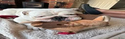 English Bulldog dogs for stud: Monty in Yateley - Advert 5