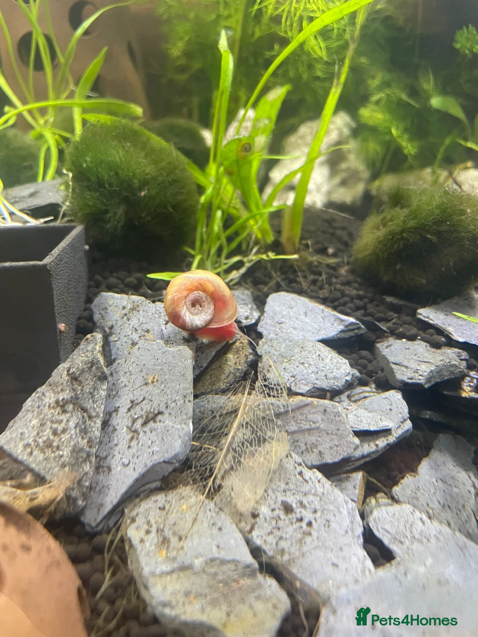 Snails fish Pink Ramshorn Snails - Advert 5