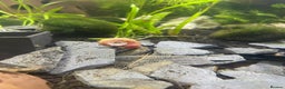 Snails fish for sale: Pink Ramshorn Snails - Advert 1