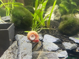 Snails fish Pink Ramshorn Snails - Advert 2