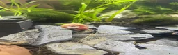 Snails fish for sale: Pink Ramshorn Snails - Advert 1