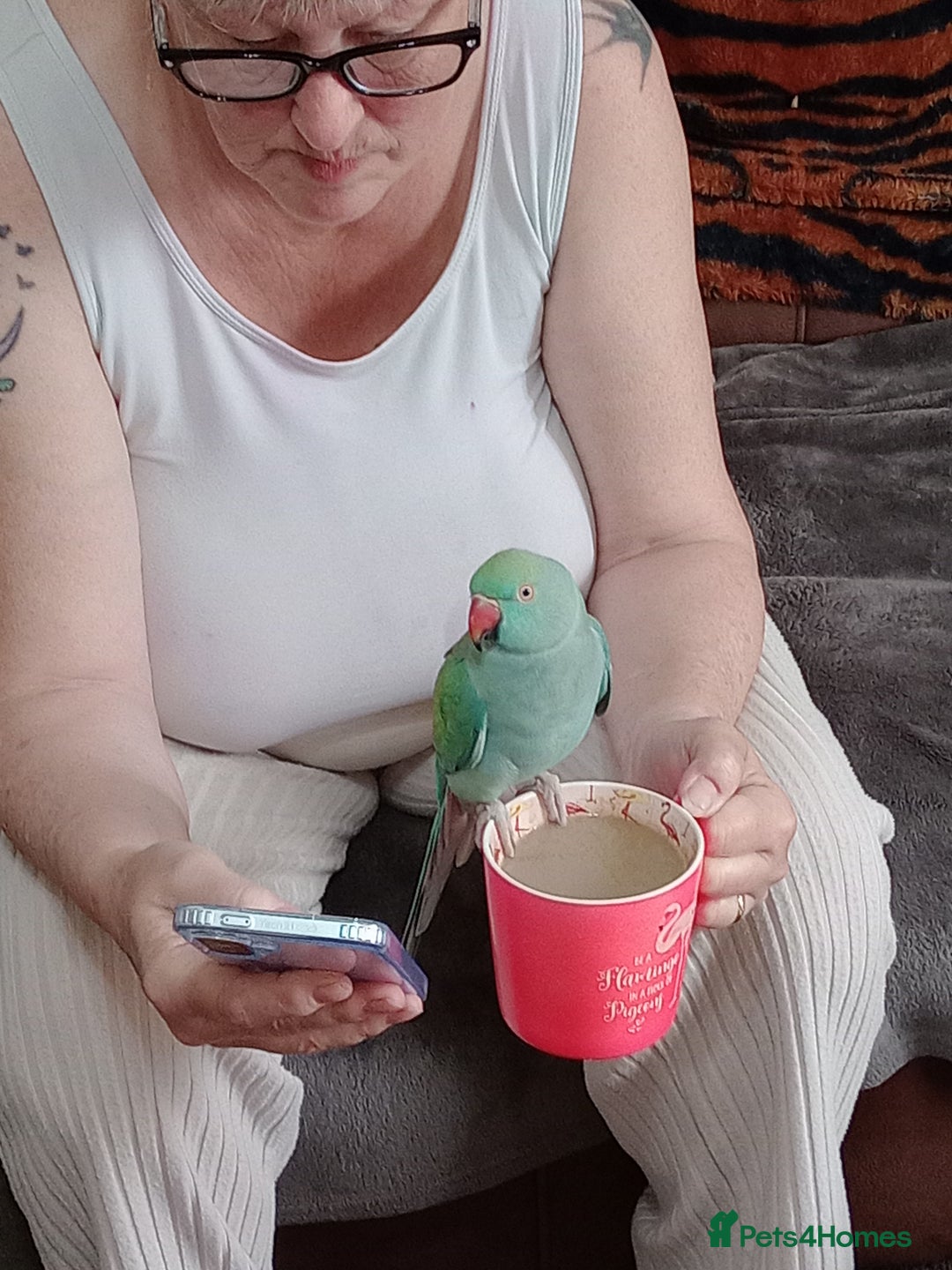 Ringnecks birds for sale: Indian ringneck  - Image 4