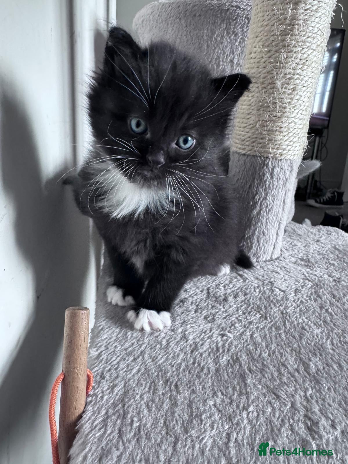 Mixed Breed cats Beautiful kittens - Advert 5