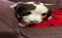 English Springer Spaniel dogs for sale: Stunning English springer spaniel puppies  - Image 4
