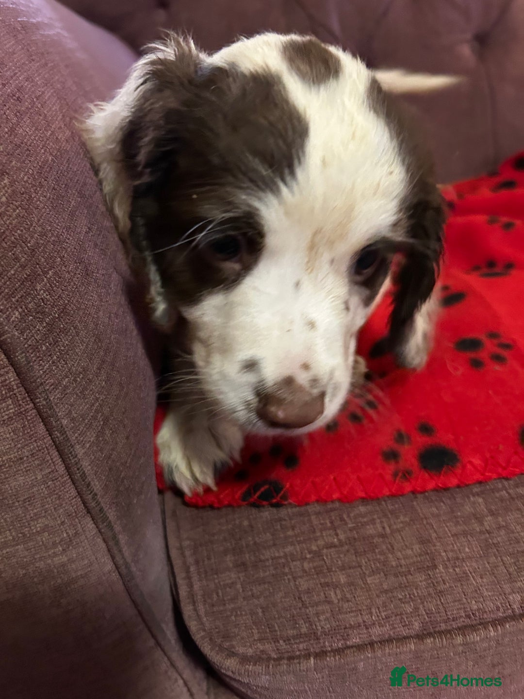 English Springer Spaniel dogs for sale: Stunning English springer spaniel puppies  - Image 4
