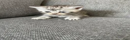 Mixed Breed cats for sale: Exotic cross kittens  - Advert 3