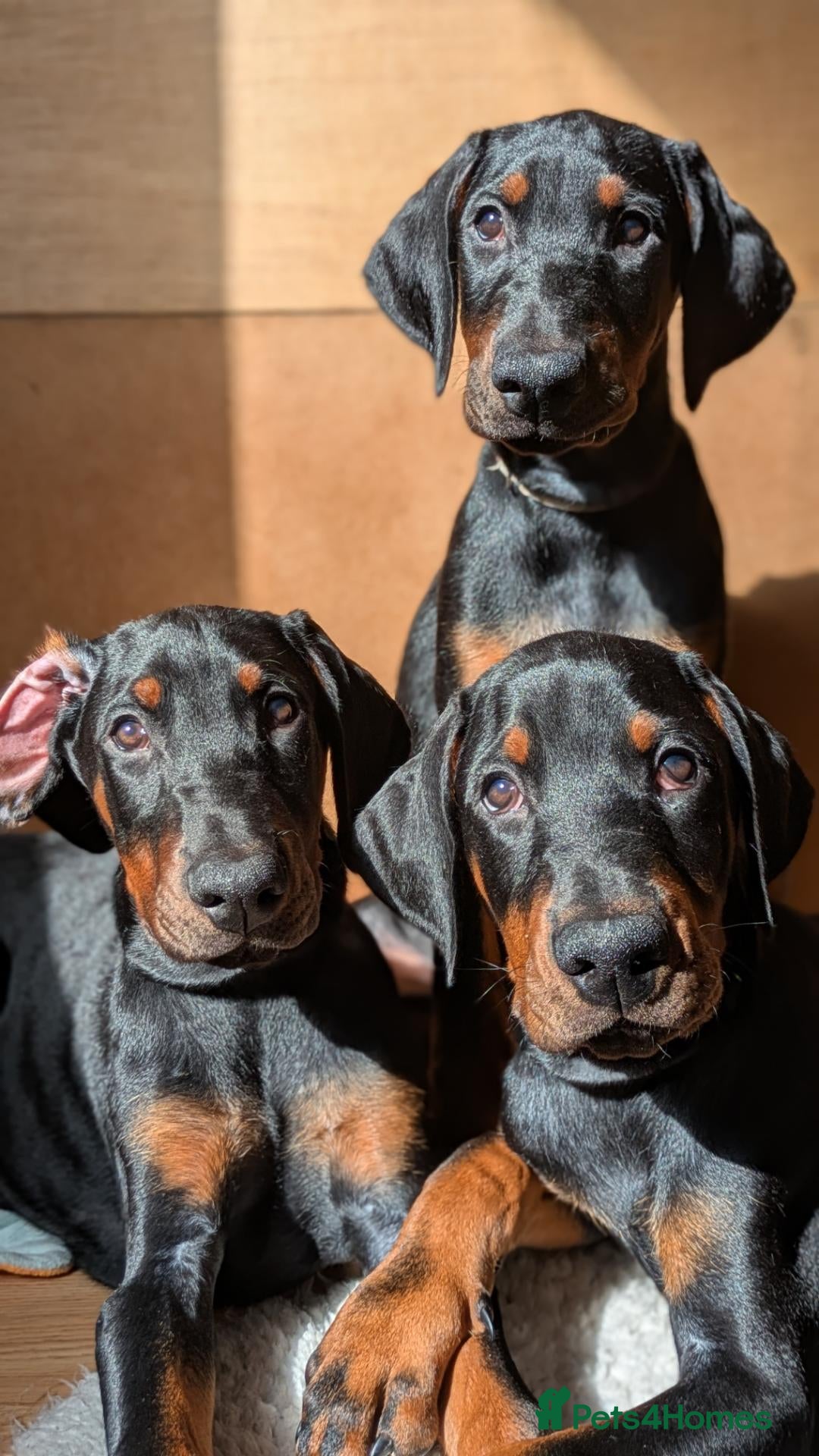 Dobermann dogs Ready today for new homes!!! 2boys left🐕 - Advert 2