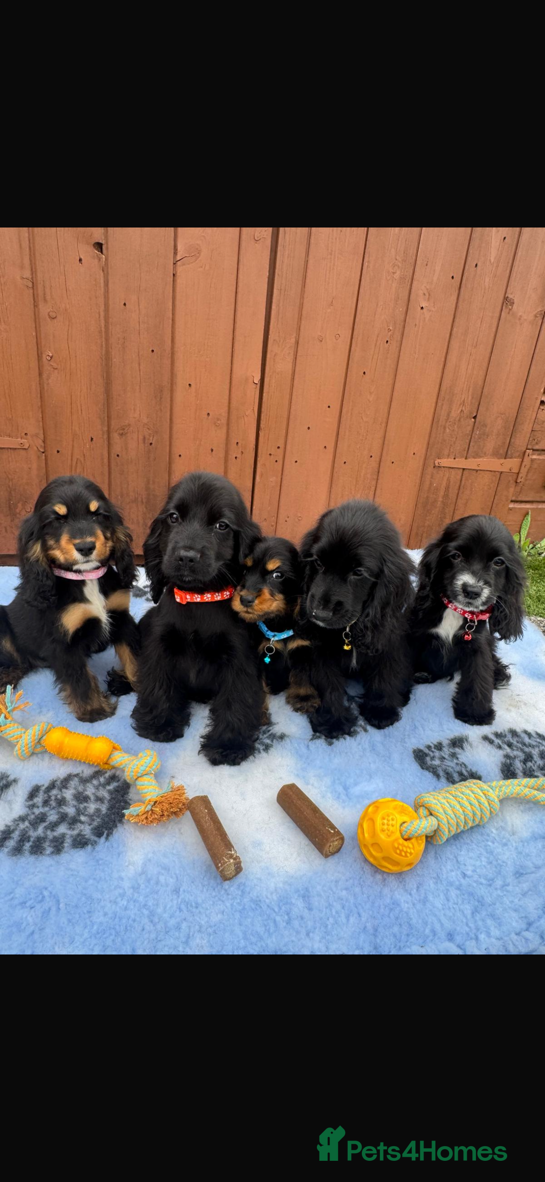 Cocker Spaniel dogs for sale: Show type cocker spaniel puppy’s  - Image 11