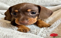 Miniature Dachshund dogs for sale: Adorable Miniature Dachshund Puppies - Image 15