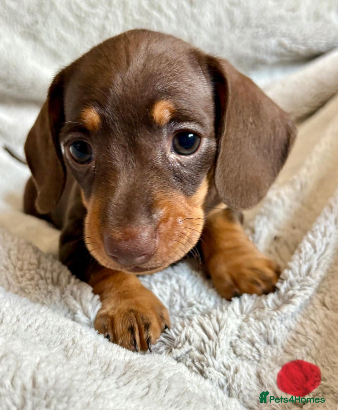 Miniature Dachshund dogs for sale: Adorable Miniature Dachshund Puppies - Image 15