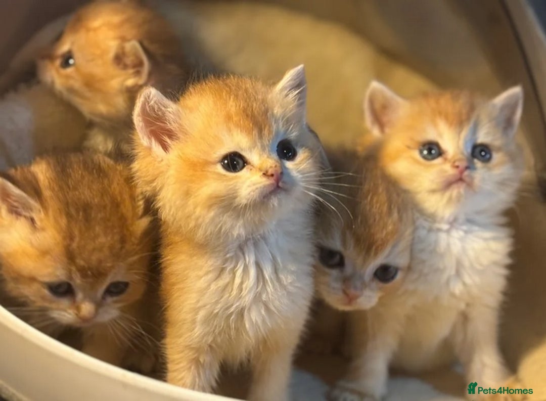 Brazilian Shorthair cats for sale: Full Pedigree golden tipped british short hair - Advert 6