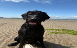 Labradoodle dogs for stud: Pedro  - Image 1
