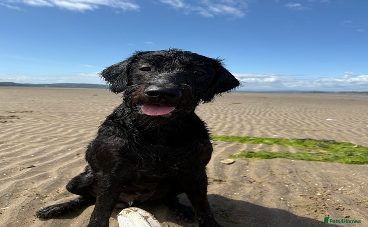 Labradoodle dogs - Advert 1