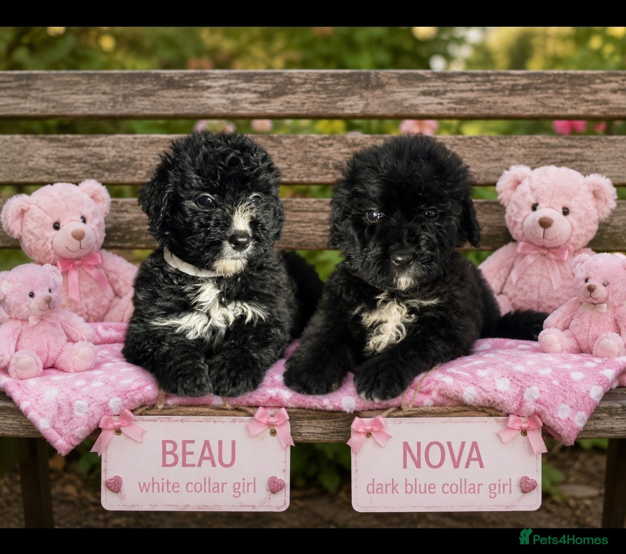 Bernedoodle dogs standard F1 Bernadoodles black/white last 4 1600  - Advert 1