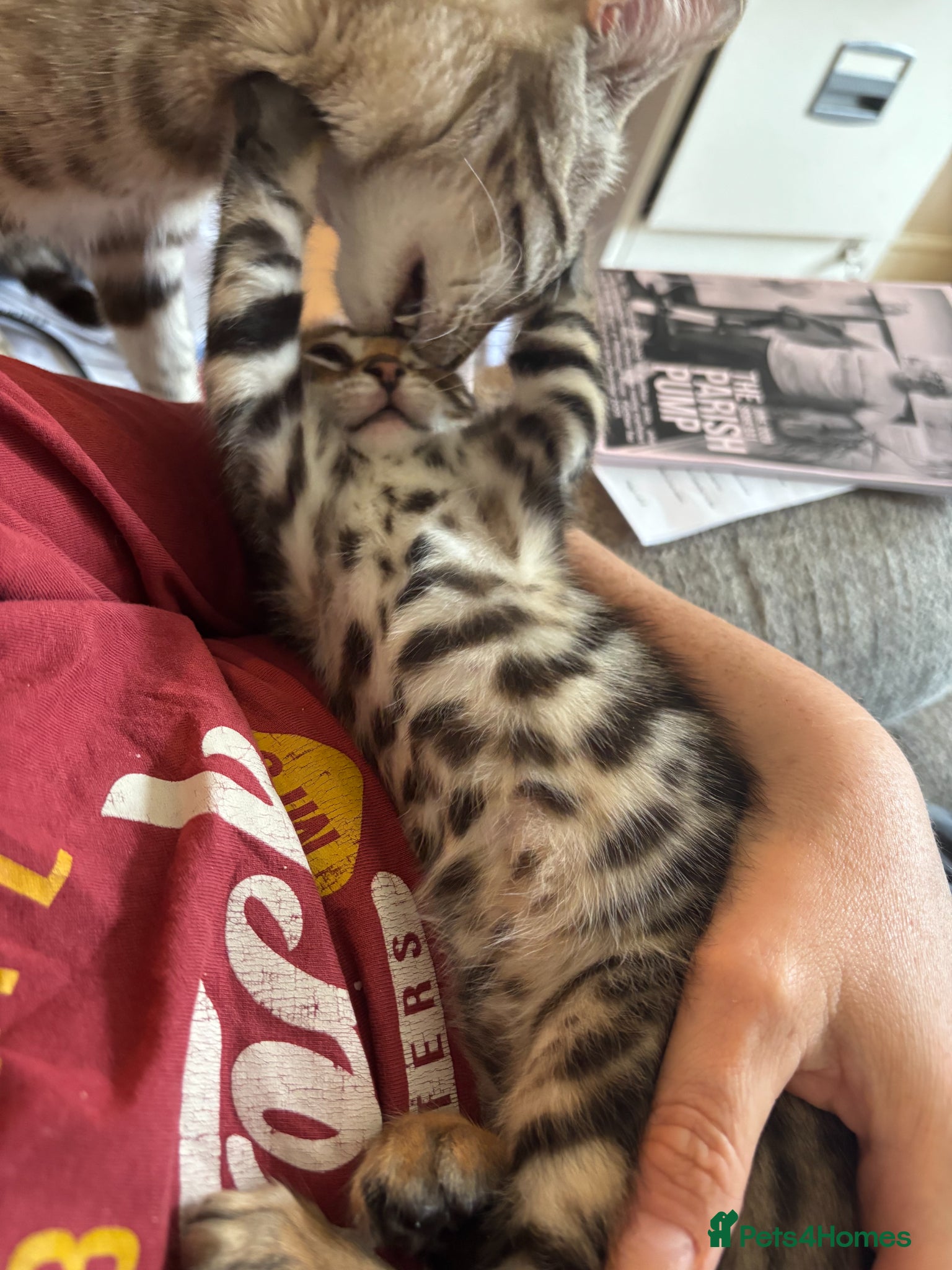 Bengal cats for sale: Little Bengal girl in Liskeard - Advert 9