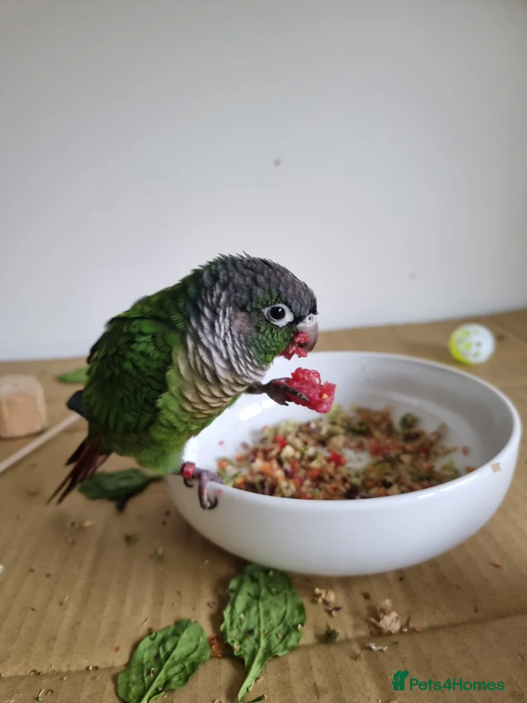 Conures birds for sale: Talented & sweet male Conure with DNA certificate - Advert 3