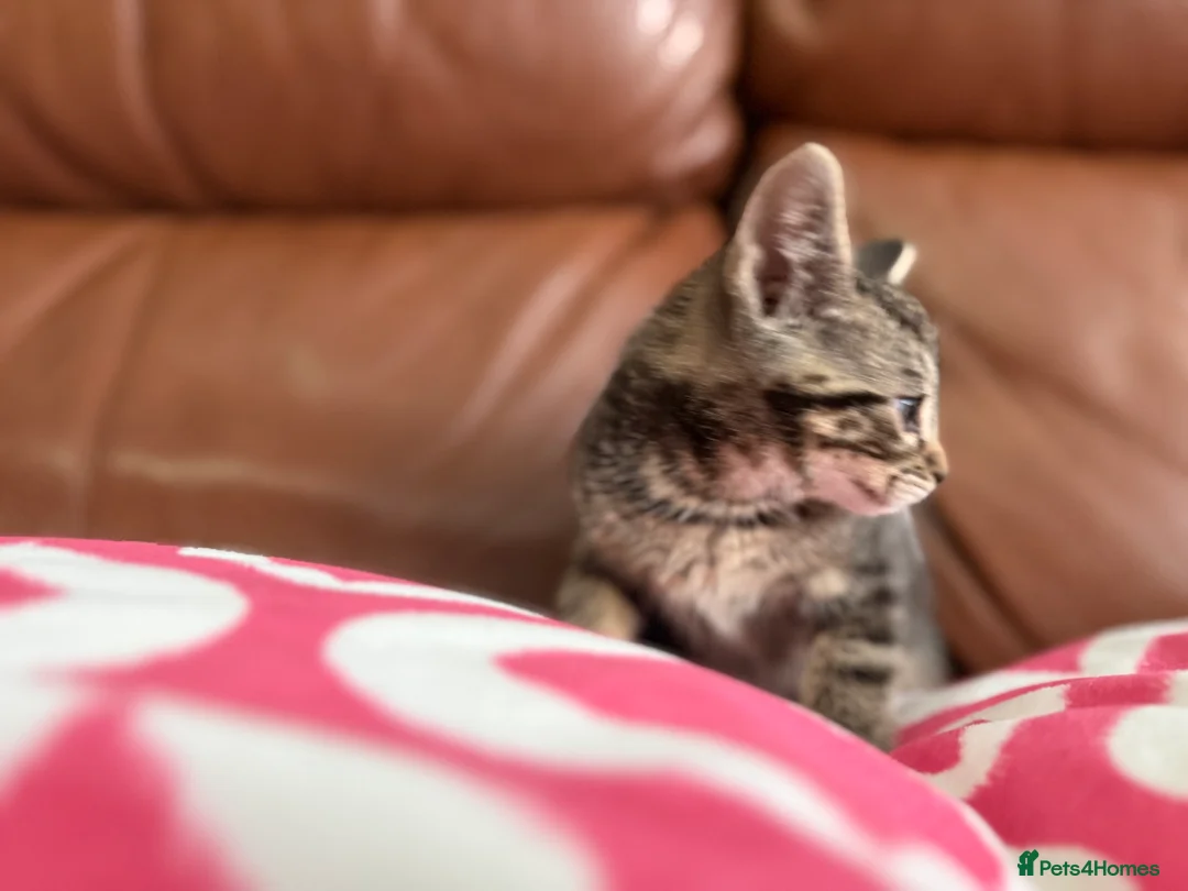 Mixed Breed cats for sale: Mixed Bengal and tabby cats  - Advert 21