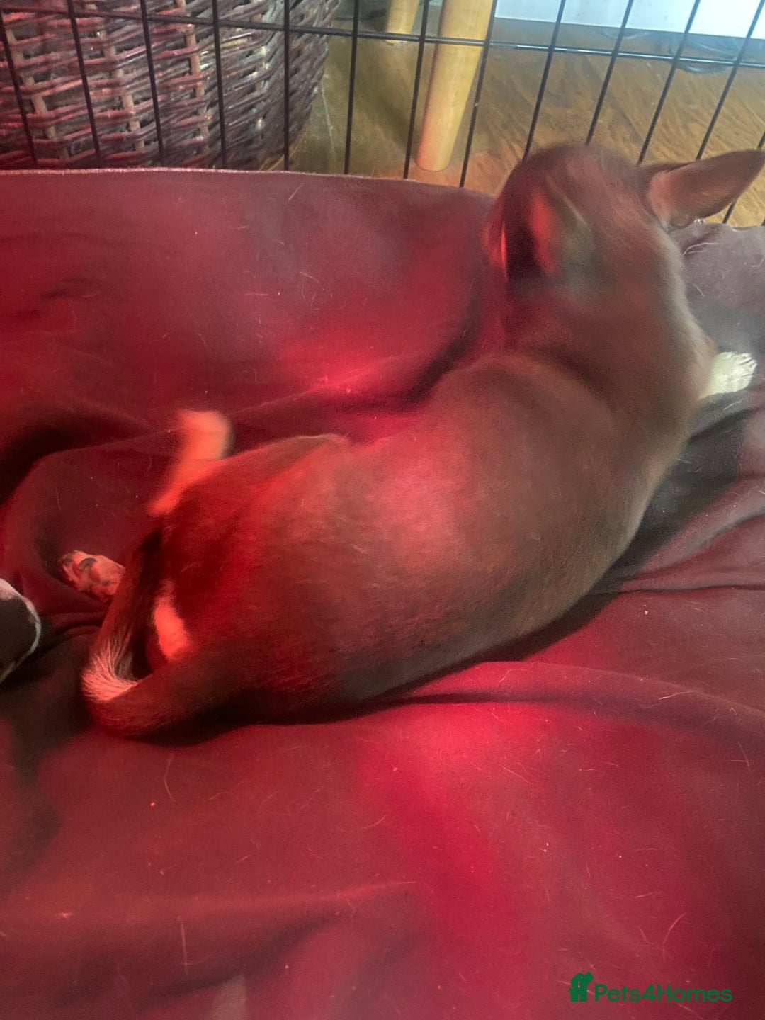 Chihuahua dogs for sale: Small Chihuahua puppies for sale  - Image 5
