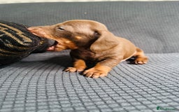 Dachshund dogs for sale: GORGEOUS DACHSHUNDS PUPPIES - Image 3