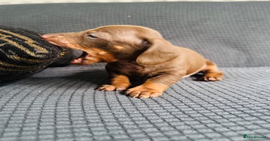 Dachshund dogs - Advert 1