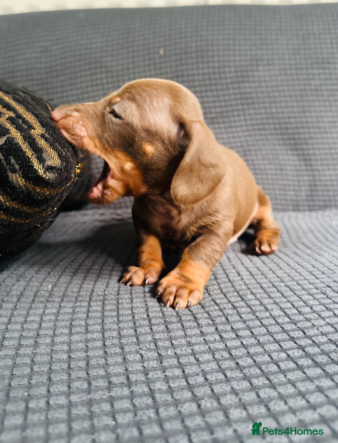 Dachshund dogs for sale: GORGEOUS DACHSHUNDS PUPPIES - Image 3