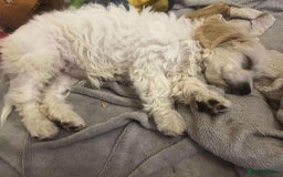 Cavapoo dogs for adoption: Mochi - Hingham Norfolk  - Image 2